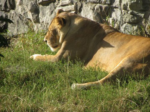 the lioness lion zoo