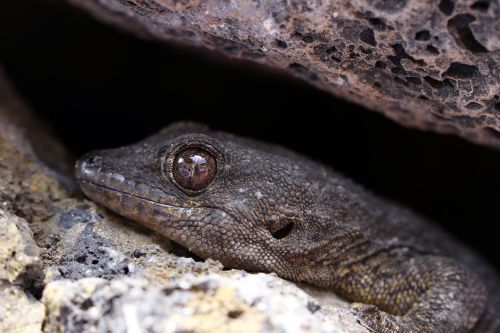 the lizard eye animal portrait