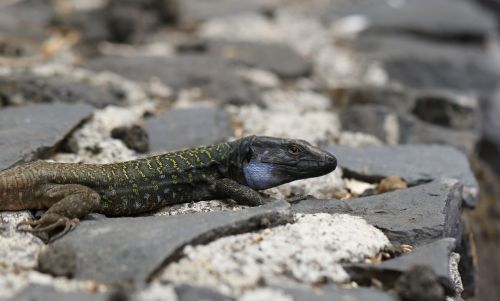 the lizard kanaryjka niebieskoplama tenerife