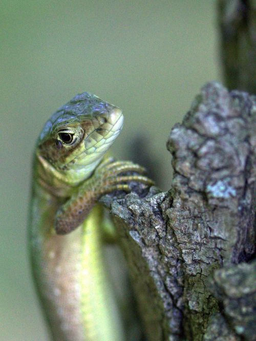 the lizard reptile green