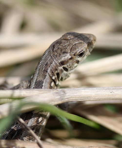 the lizard reptile grass