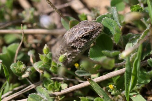 the lizard reptile hidden