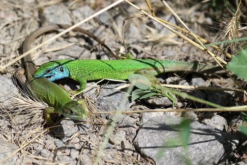 the lizard  mating  green