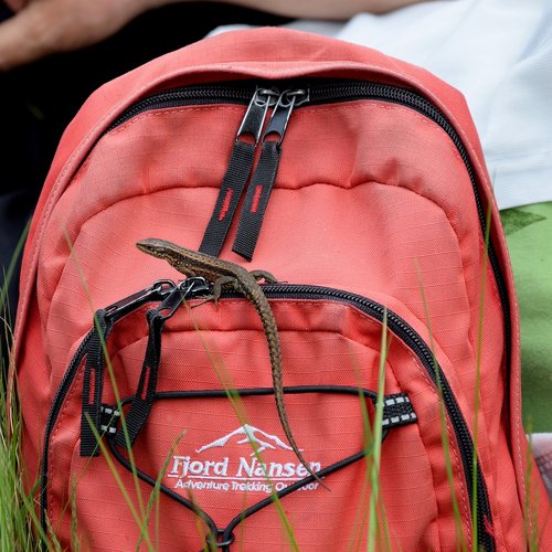 the lizard  backpack  animal