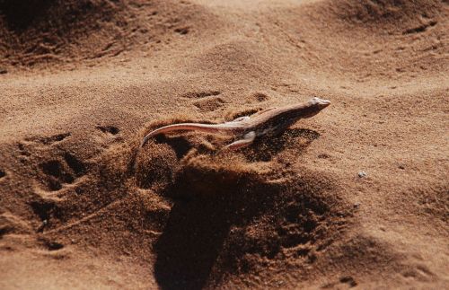the lizard desert sand