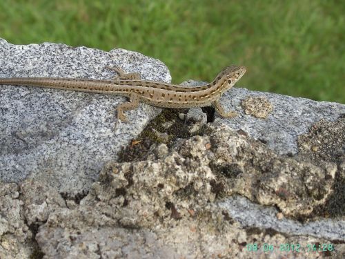 the lizard reptiles the stones