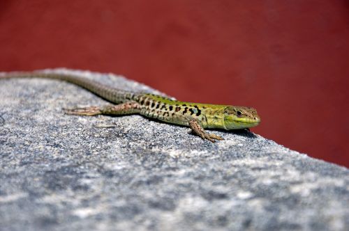 the lizard amphibian nature