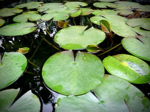 the lotus pond lotus leaf water
