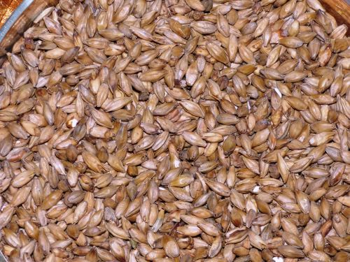 the malt wheat malt barley malt