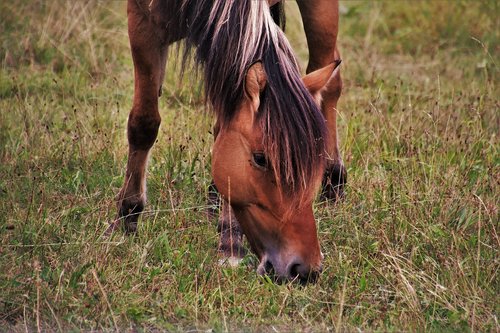 the mane  the horse  meadow