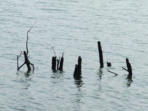 the mangroves water deadwood