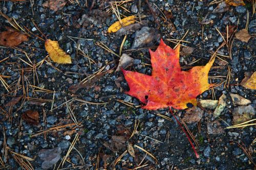 the maple leaf fall colors sand