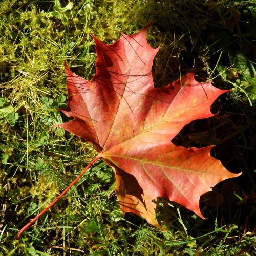 the maple leaf maple leaf