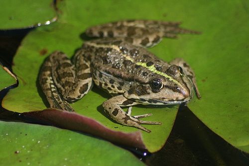 the marsh frog frog pond