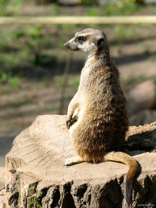 the meerkat surykatka animal