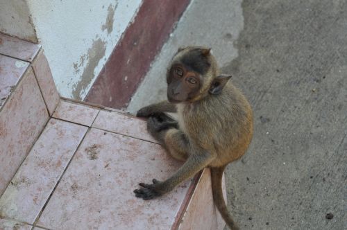 the monkey thailand animal