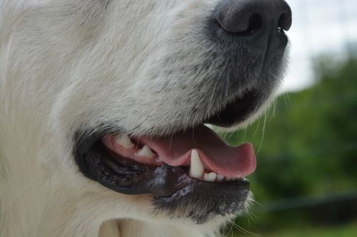 the mouth of a dog crocs teeth