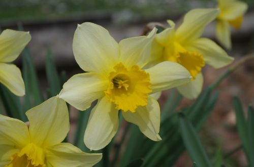 the narcissist yellow flower