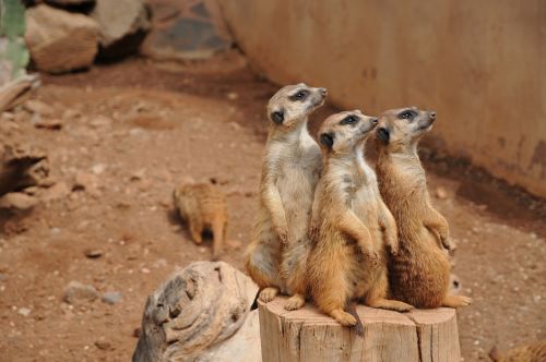 the national park zoo animal