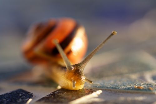 the nature of the snail macro