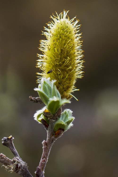 the nature of the  our  willow