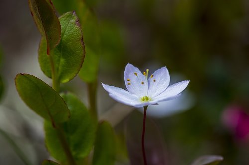 the nature of the  leaf  flower