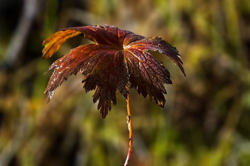 the nature of the  leaf  autumn