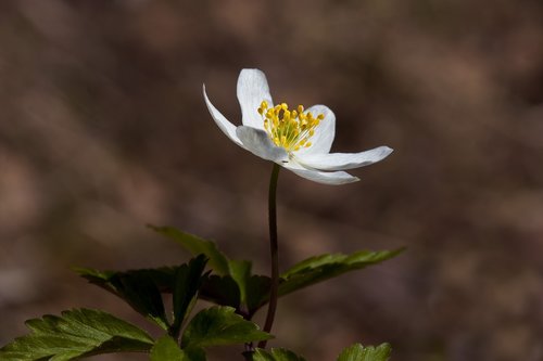 the nature of the  flower  anemones