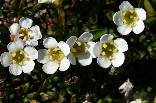 the nature of the  flower  close