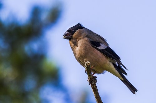 the nature of the  wild  birds