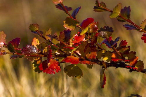 the nature of the  leaf  dwarf birch