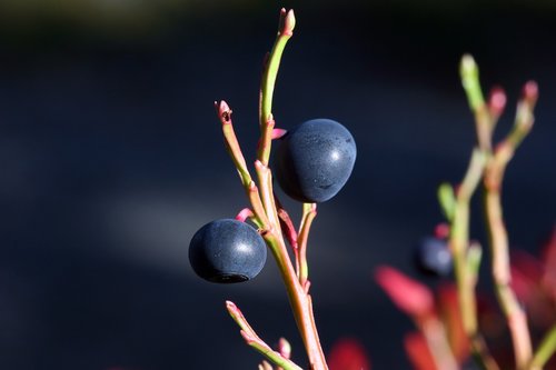 the nature of the  blueberry  autumn