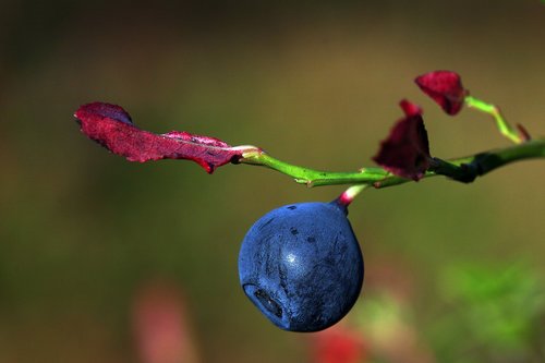 the nature of the  blueberry  leaf