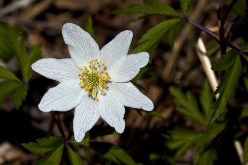 the nature of the  flower  anemones