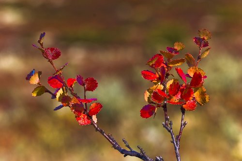 the nature of the  fjellbjørk  fall colors