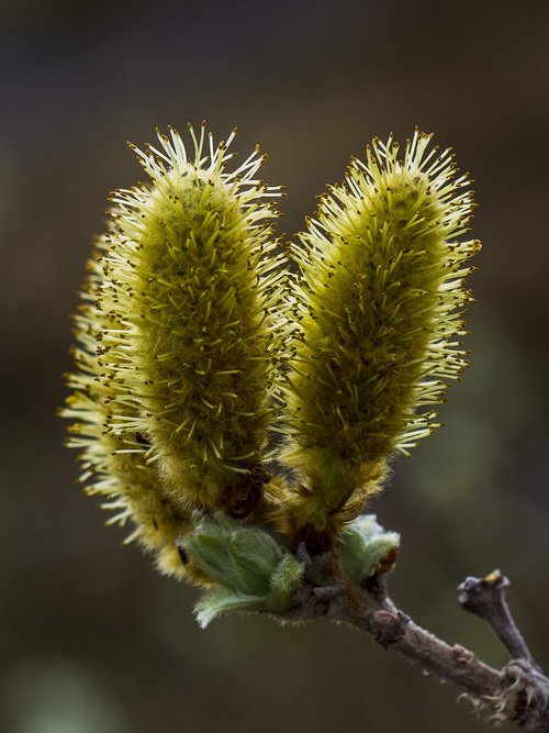 the nature of the  willow  our