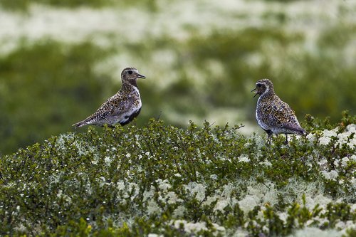 the nature of the  birds  peace