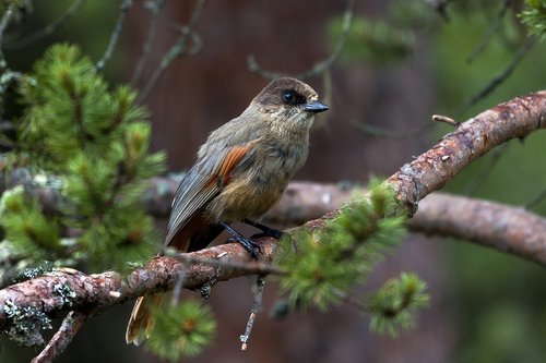 the nature of the  birds  three