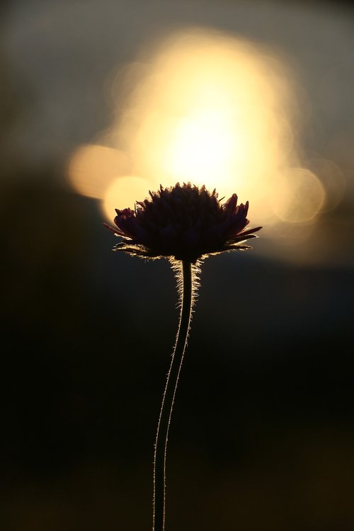 the nature of the  flower  outdoors