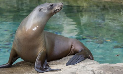 the north pacific sea lions steinmann sea lions sea donkey