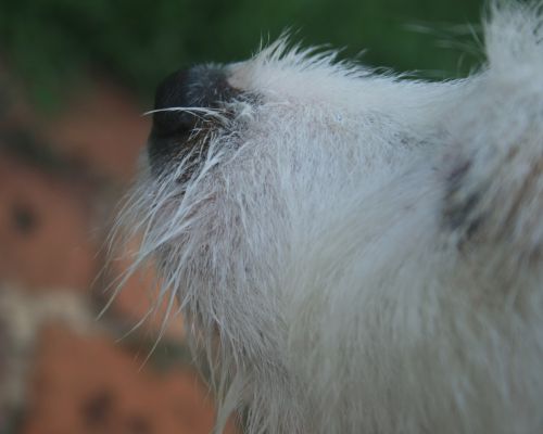 The Nose Of A White Dog