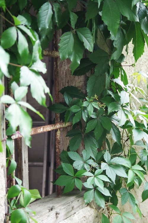 the old house  window  foliage