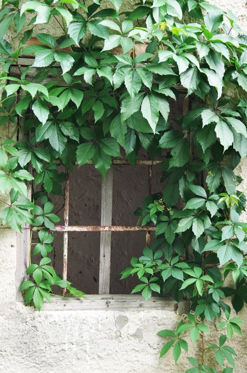 the old house  window  foliage