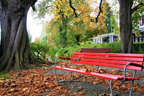 the old tree benches square