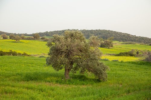the olive tree  field  grass