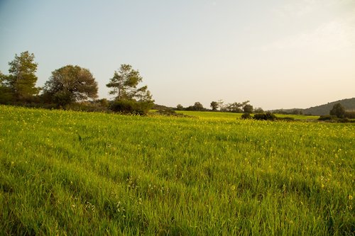 the olive tree  field  grass