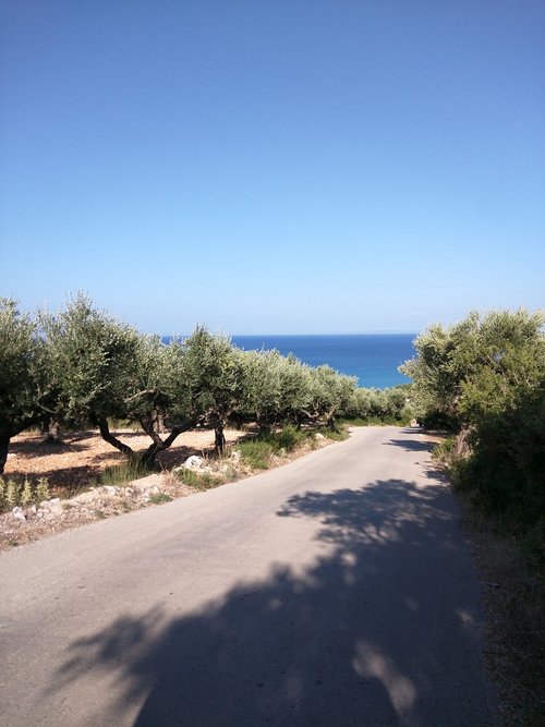 the olives  way  sea