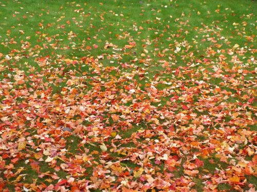 the onset of autumn green grass yellow leaves