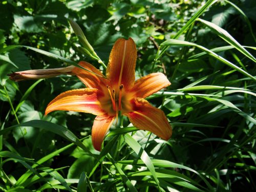 The Orange Lily