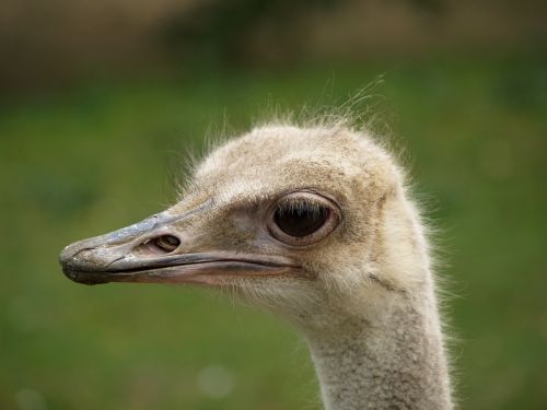 the ostrich animal bird